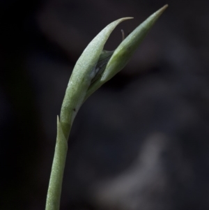 Oligochaetochilus sp. at Paddys River, ACT - suppressed