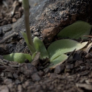 Oligochaetochilus sp. at Paddys River, ACT - suppressed