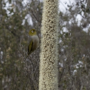 Zosterops lateralis at Paddys River, ACT - 30 Sep 2020 08:55 AM