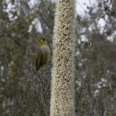 Zosterops lateralis (Silvereye) at Paddys River, ACT - 29 Sep 2020 by Judith Roach