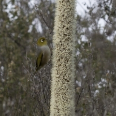 Zosterops lateralis (Silvereye) at Paddys River, ACT - 29 Sep 2020 by Judith Roach