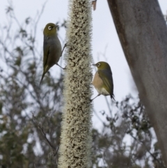 Zosterops lateralis at Paddys River, ACT - 30 Sep 2020