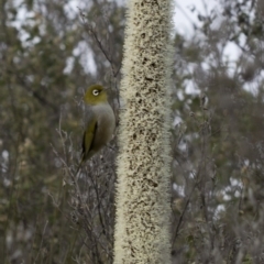 Xanthorrhoea glauca subsp. angustifolia (Grey Grass-tree) at Bullen Range - 29 Sep 2020 by JudithRoach