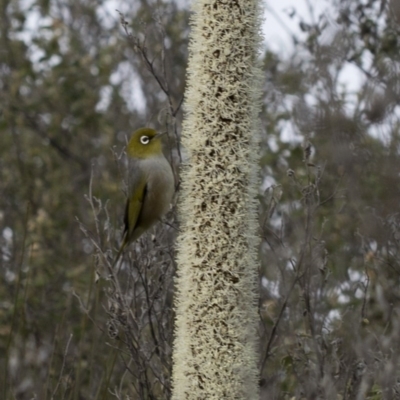 Xanthorrhoea glauca subsp. angustifolia (Grey Grass-tree) at Bullen Range - 29 Sep 2020 by JudithRoach