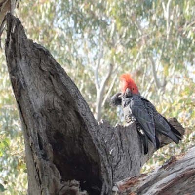 Callocephalon fimbriatum (Gang-gang Cockatoo) at Red Hill Nature Reserve - 29 Sep 2020 by JackyF