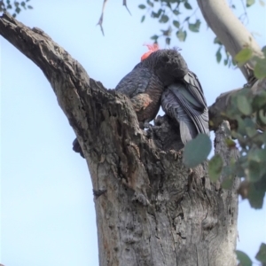 Callocephalon fimbriatum at Deakin, ACT - 29 Sep 2020