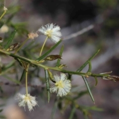 Acacia genistifolia (Early Wattle) at O'Connor, ACT - 29 Sep 2020 by ConBoekel