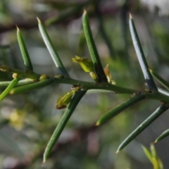 Acacia genistifolia at O'Connor, ACT - 29 Sep 2020