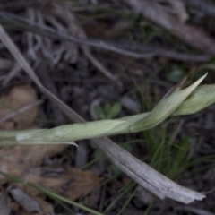 Oligochaetochilus sp. (A Rustyhood Orchid) at Paddys River, ACT - 30 Sep 2020 by JudithRoach