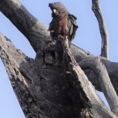 Callocephalon fimbriatum (Gang-gang Cockatoo) at Red Hill Nature Reserve - 29 Sep 2020 by JackyF