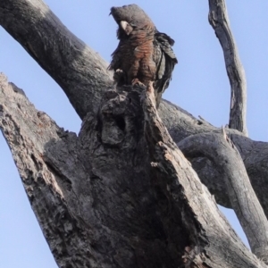 Callocephalon fimbriatum at Deakin, ACT - 29 Sep 2020