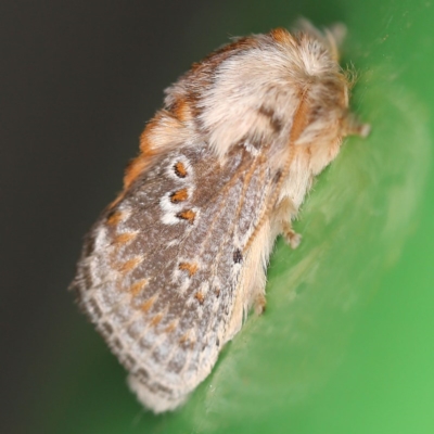 Pseudanapaea (genus) (A cup moth) at O'Connor, ACT - 29 Sep 2020 by ibaird
