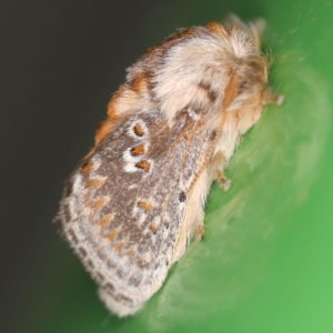 Pseudanapaea (genus) at O'Connor, ACT - 29 Sep 2020