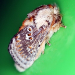 Pseudanapaea (genus) at O'Connor, ACT - 29 Sep 2020