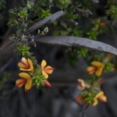 Pultenaea procumbens (Bush Pea) at Paddys River, ACT - 30 Sep 2020 by JudithRoach