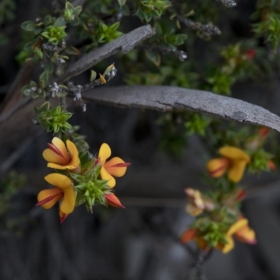 Pultenaea procumbens (Bush Pea) at Paddys River, ACT - 29 Sep 2020 by JudithRoach