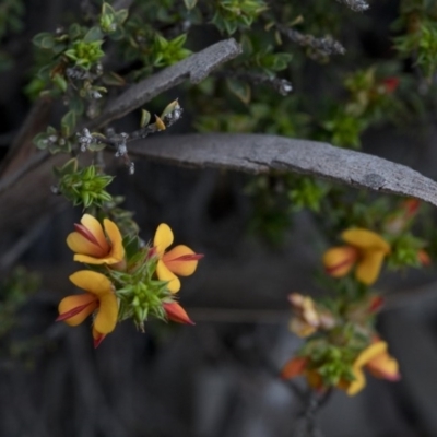 Pultenaea procumbens (Bush Pea) at Paddys River, ACT - 30 Sep 2020 by JudithRoach