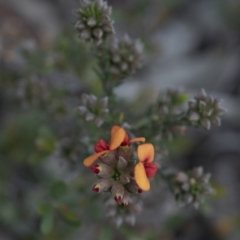 Pultenaea procumbens at Paddys River, ACT - 30 Sep 2020 09:41 AM