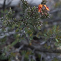 Pultenaea procumbens at Paddys River, ACT - 30 Sep 2020