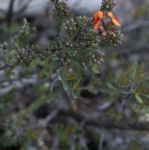 Pultenaea procumbens at Paddys River, ACT - 30 Sep 2020