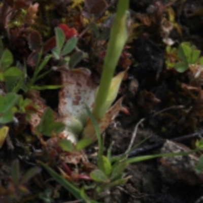 Hymenochilus sp. (A Greenhood Orchid) at Bullen Range - 29 Sep 2020 by JudithRoach