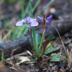 Viola betonicifolia (Mountain Violet) at Captains Flat, NSW - 30 Sep 2020 by SthTallagandaSurvey