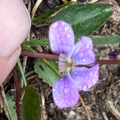 Viola betonicifolia at Captains Flat, NSW - 30 Sep 2020