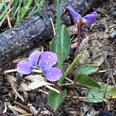 Viola betonicifolia at Captains Flat, NSW - 30 Sep 2020