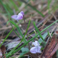 Viola betonicifolia at Captains Flat, NSW - 30 Sep 2020 02:46 PM