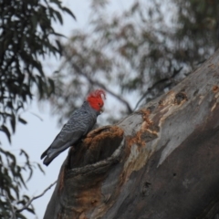 Callocephalon fimbriatum (Gang-gang Cockatoo) at ANBG - 29 Sep 2020 by HelenCross