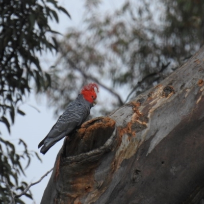 Callocephalon fimbriatum (Gang-gang Cockatoo) at Acton, ACT - 30 Sep 2020 by HelenCross