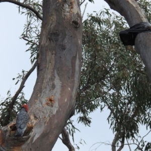 Callocephalon fimbriatum at Acton, ACT - suppressed