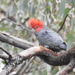 Callocephalon fimbriatum (Gang-gang Cockatoo) at Acton, ACT - 29 Sep 2020 by HelenCross