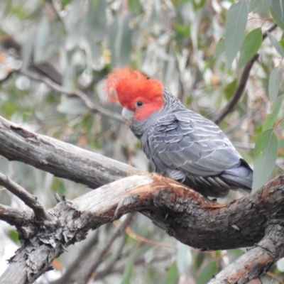 Callocephalon fimbriatum (Gang-gang Cockatoo) at ANBG - 29 Sep 2020 by HelenCross