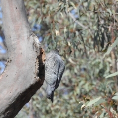 Callocephalon fimbriatum (Gang-gang Cockatoo) at Black Mountain - 25 Sep 2020 by HelenCross