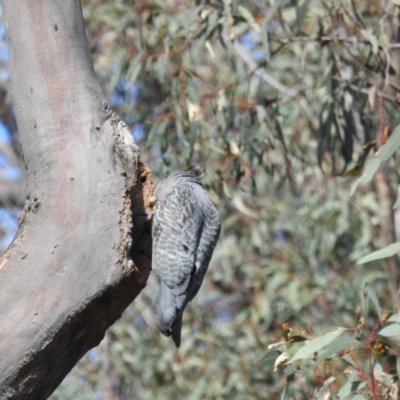 Callocephalon fimbriatum (Gang-gang Cockatoo) at Acton, ACT - 26 Sep 2020 by HelenCross