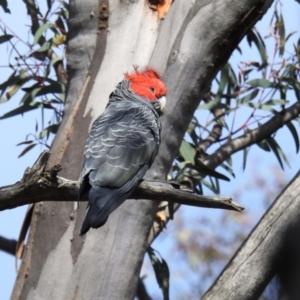 Callocephalon fimbriatum at Acton, ACT - suppressed