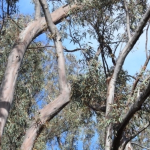 Callocephalon fimbriatum at Acton, ACT - suppressed