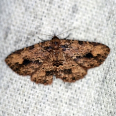 Artigisa melanephele (Black-clouded Snout) at O'Connor, ACT - 29 Sep 2020 by ibaird