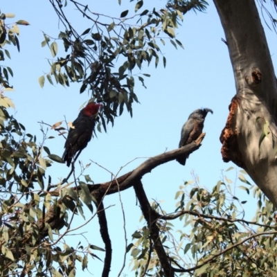 Callocephalon fimbriatum (Gang-gang Cockatoo) at Acton, ACT - 26 Sep 2020 by HelenCross