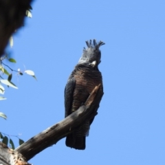 Callocephalon fimbriatum at Acton, ACT - 26 Sep 2020