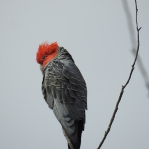 Callocephalon fimbriatum at Acton, ACT - 30 Sep 2020