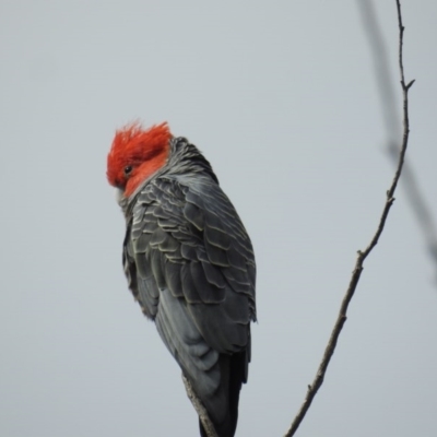Callocephalon fimbriatum (Gang-gang Cockatoo) at Acton, ACT - 30 Sep 2020 by HelenCross