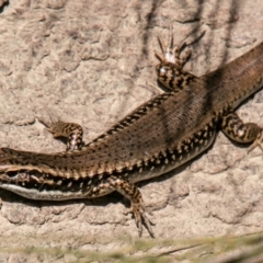 Eulamprus heatwolei (Yellow-bellied Water Skink) at Lower Molonglo - 29 Sep 2020 by SWishart