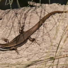 Eulamprus heatwolei at Molonglo River Reserve - 29 Sep 2020