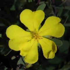 Hibbertia obtusifolia (Grey Guinea-flower) at Dryandra St Woodland - 29 Sep 2020 by ConBoekel