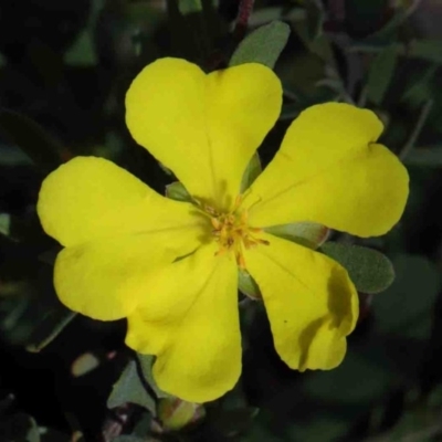 Hibbertia obtusifolia (Grey Guinea-flower) at O'Connor, ACT - 29 Sep 2020 by ConBoekel