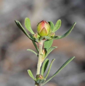 Hibbertia obtusifolia at O'Connor, ACT - 29 Sep 2020