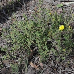 Hibbertia obtusifolia at O'Connor, ACT - 29 Sep 2020