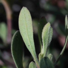 Hibbertia obtusifolia at O'Connor, ACT - 29 Sep 2020